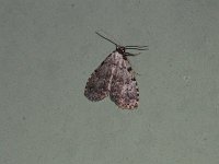 Spot-Edged Dyspyralis Moth